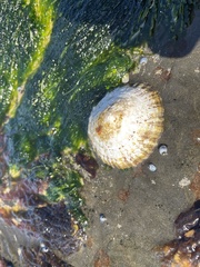 Cellana tramoserica