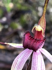 Caladenia fulva