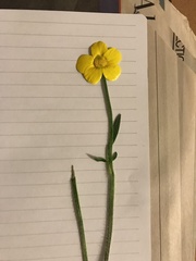 Ranunculus lappaceus