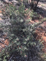Eremophila glabra