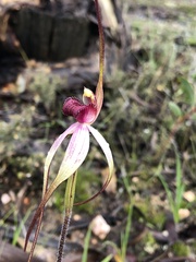 Caladenia fulva