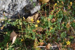 Hypericum undulatum