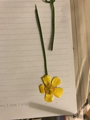 Ranunculus lappaceus