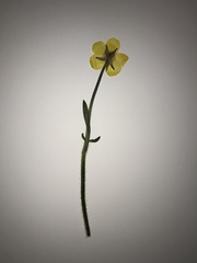 Ranunculus lappaceus