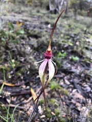 Caladenia fulva