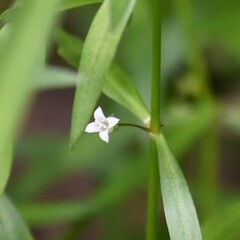 Oldenlandia corymbosa