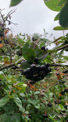 Aronia