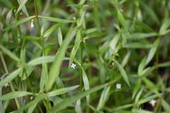 Oldenlandia corymbosa