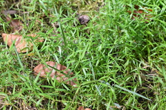 Oldenlandia corymbosa