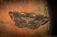 Pholodes sinistraria