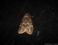 Scaphidriotis xylogramma