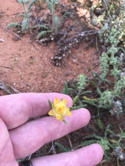 Xerochrysum bracteatum
