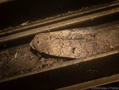 Proteuxoa hypochalchis