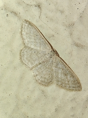 Idaea subsericeata