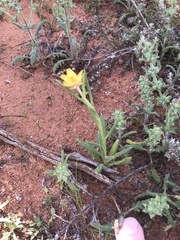 Xerochrysum bracteatum