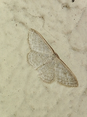 Idaea subsericeata