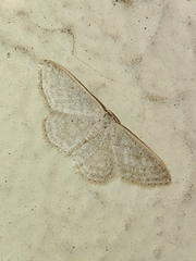 Idaea subsericeata