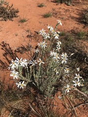 Olearia muelleri