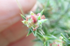 Cliffortia ruscifolia