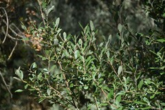 Salix atrocinerea