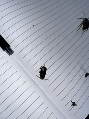 Harpalus distinguendus