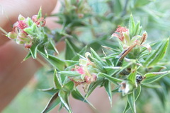 Cliffortia ruscifolia