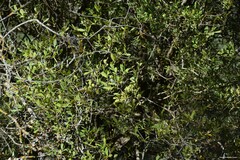 Salix atrocinerea