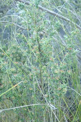 Cliffortia ruscifolia