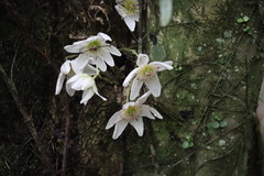 Clematis paniculata