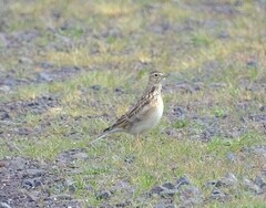 Anthus australis