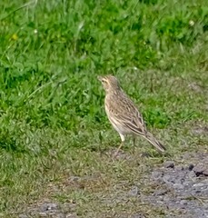 Anthus australis