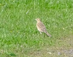 Anthus australis