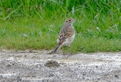 Anthus australis