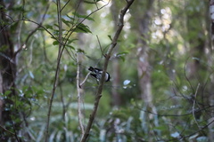 Petroica macrocephala toitoi