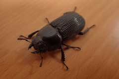 Dorcus miwai