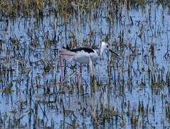 Himantopus leucocephalus