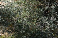 Salix atrocinerea