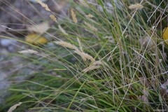 Agropyron cristatum