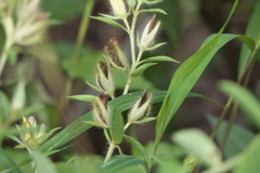 Crotalaria calycina