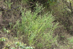 Crotalaria calycina