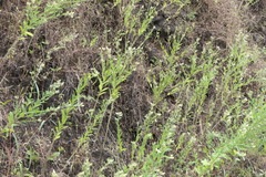 Crotalaria calycina