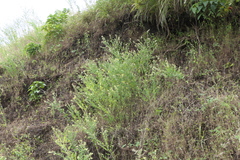 Crotalaria calycina