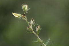Crotalaria calycina