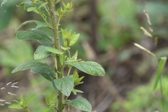 Crotalaria calycina
