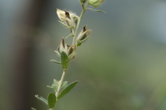 Crotalaria calycina