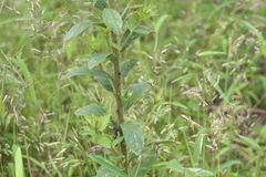 Crotalaria calycina