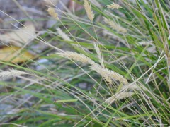 Agropyron cristatum