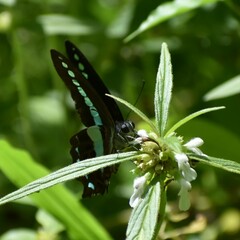 Graphium teredon