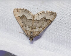 Chrysolarentia cryeropa