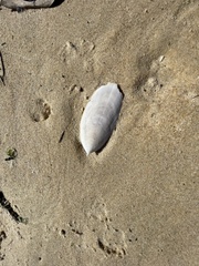 Sepia mestus